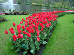 Keukenhof (54)